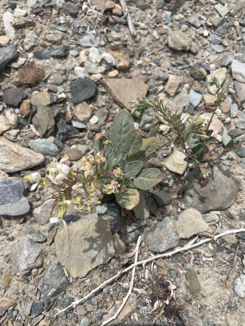 Eremothera boothii var. desertorum photo 6