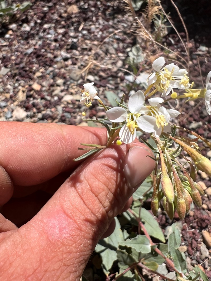 Eremothera boothii var. desertorum photo 7