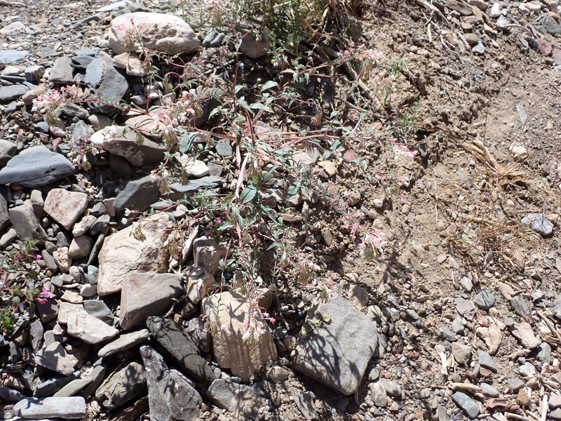 Eremothera boothii var. desertorum photo 8