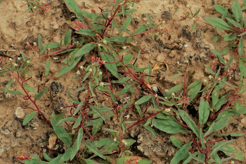 Small Evening Primrose
