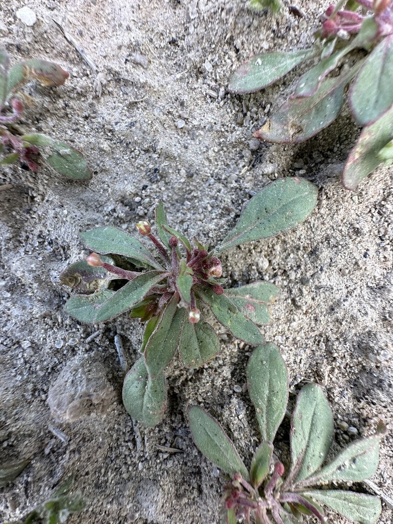 Small Evening Primrose photo 2