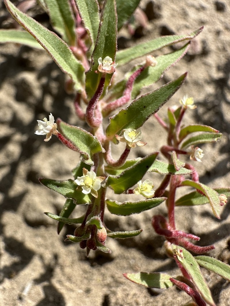 Small Evening Primrose photo 3