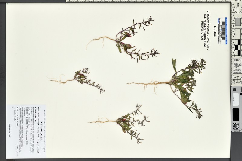 Small Evening Primrose photo 5