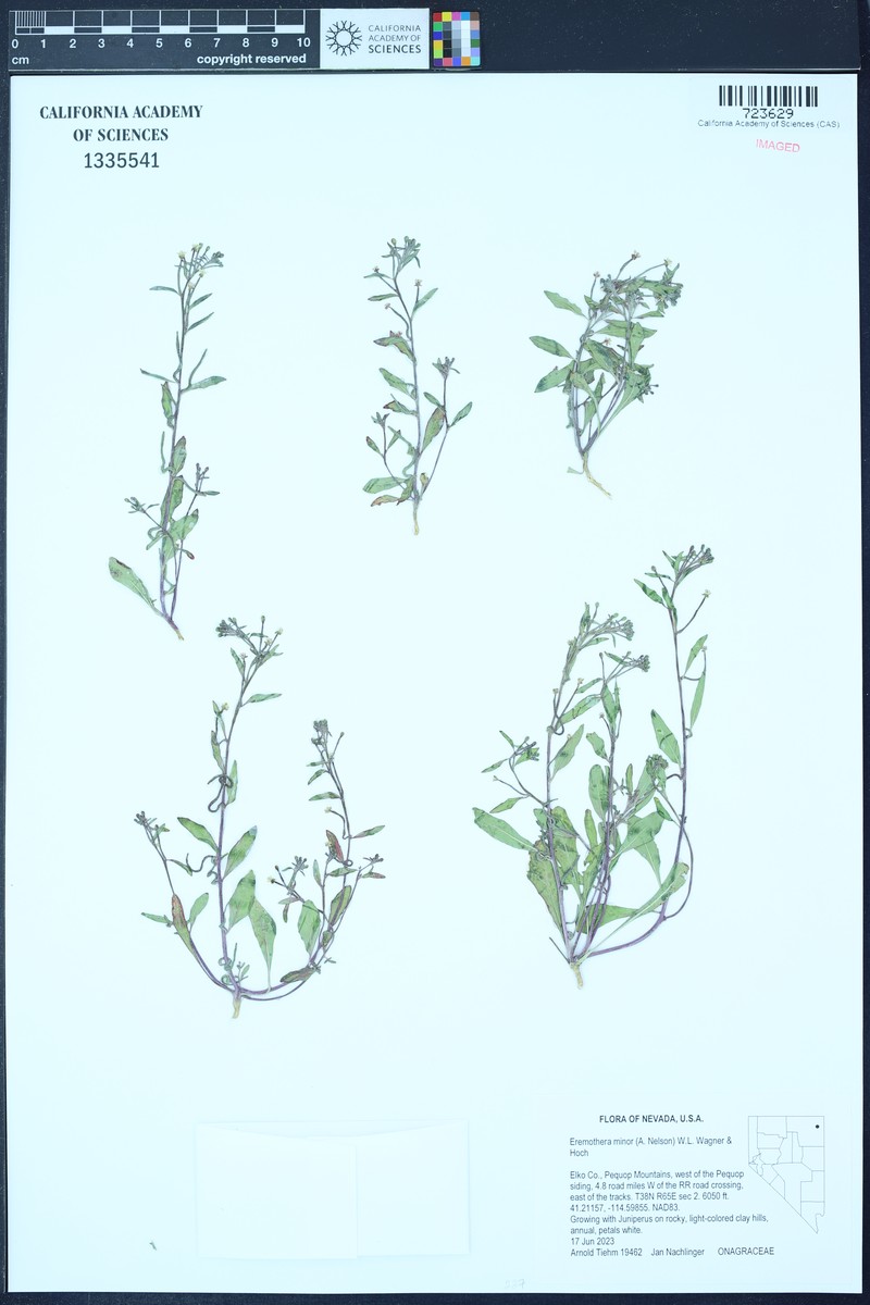 Small Evening Primrose photo 6