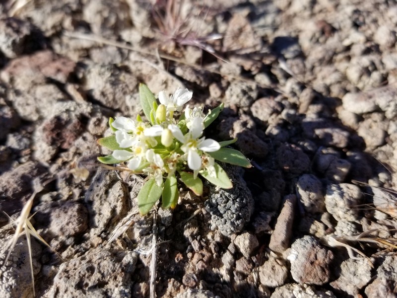 Nevada Suncup photo 7