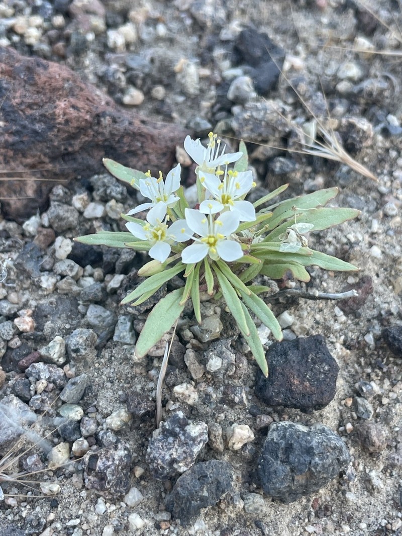 Nevada Suncup photo 8