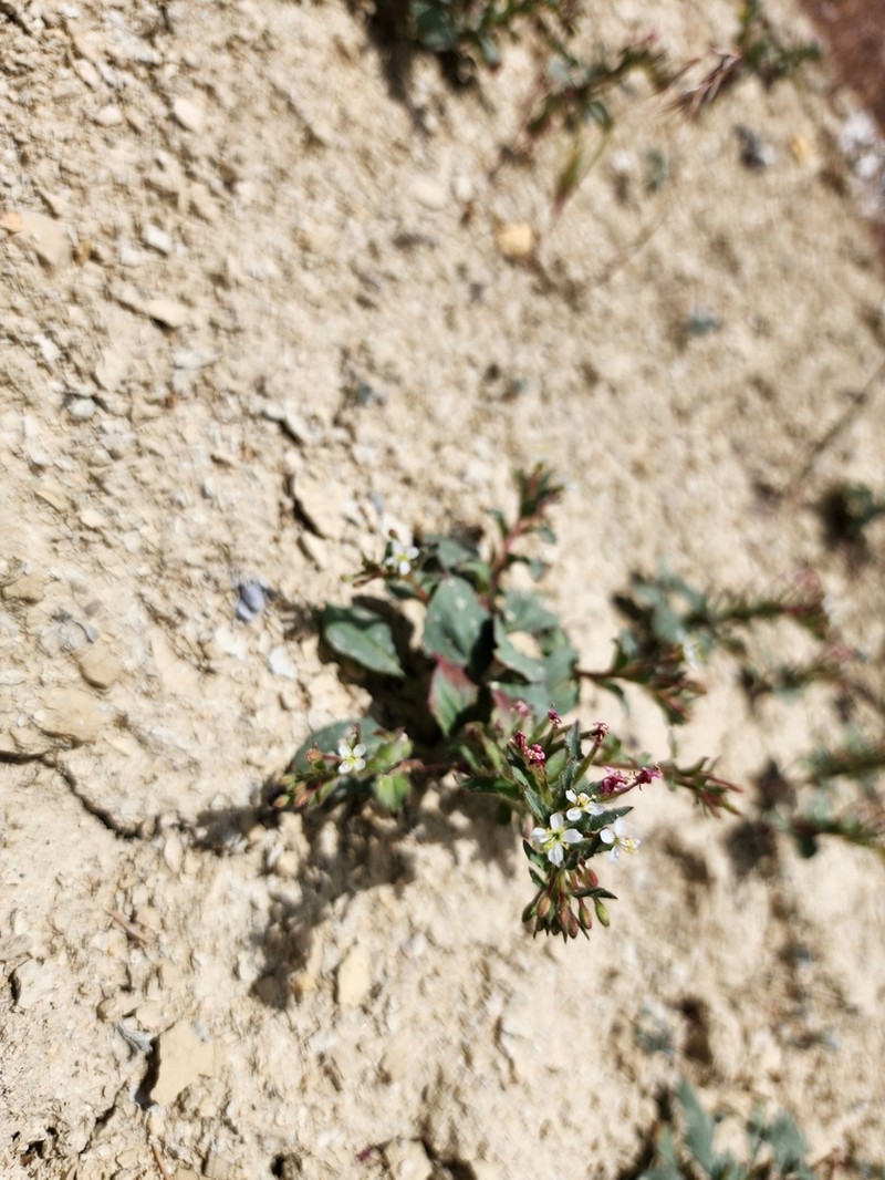 Dwarf Suncup photo 3