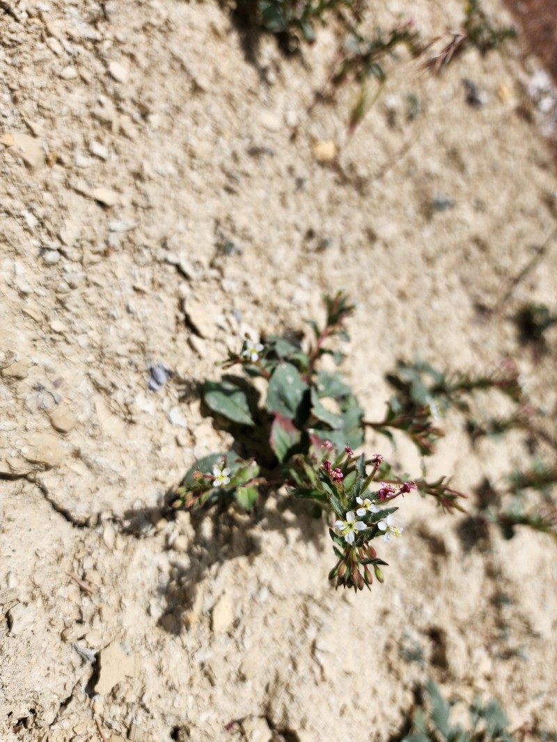 Dwarf Suncup photo 5