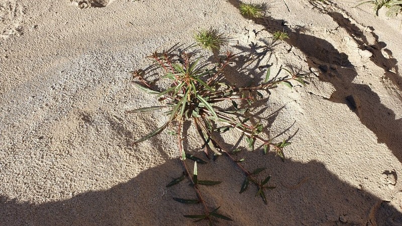 Narrowleaf Suncup