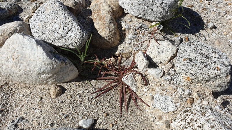 Narrowleaf Suncup photo 2