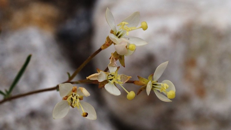 Narrowleaf Suncup photo 3