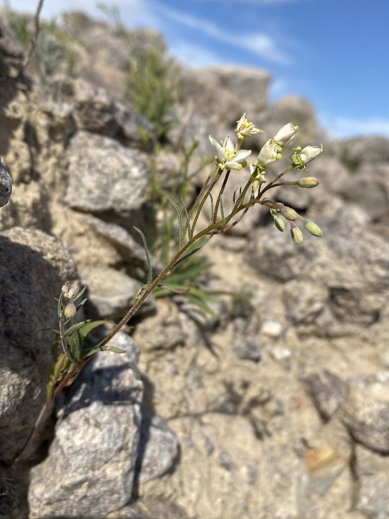 Narrowleaf Suncup photo 4