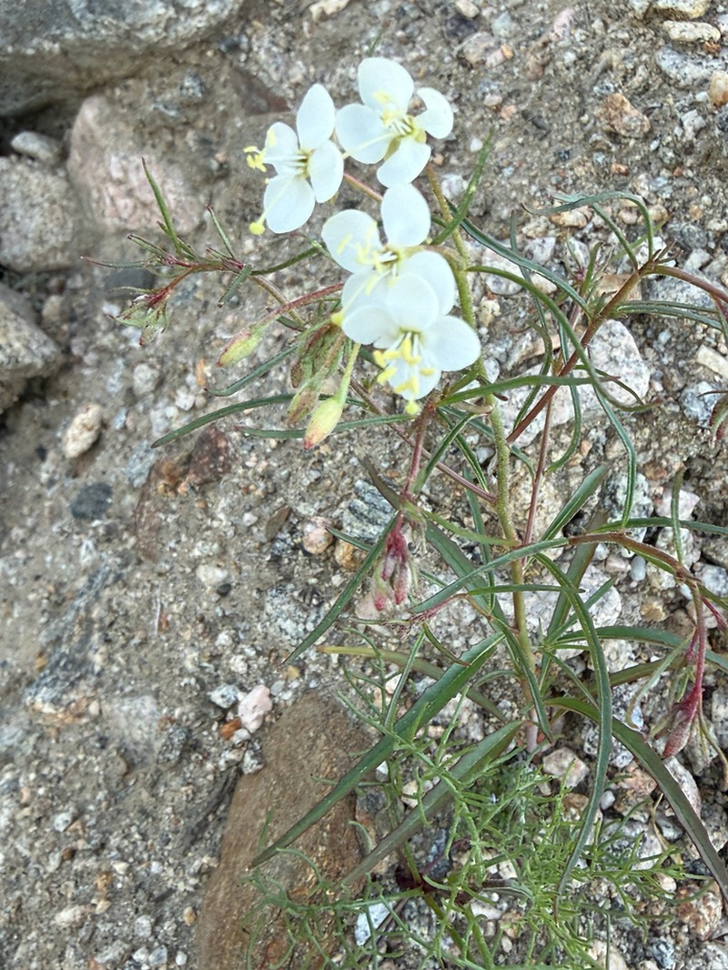 Narrowleaf Suncup photo 5