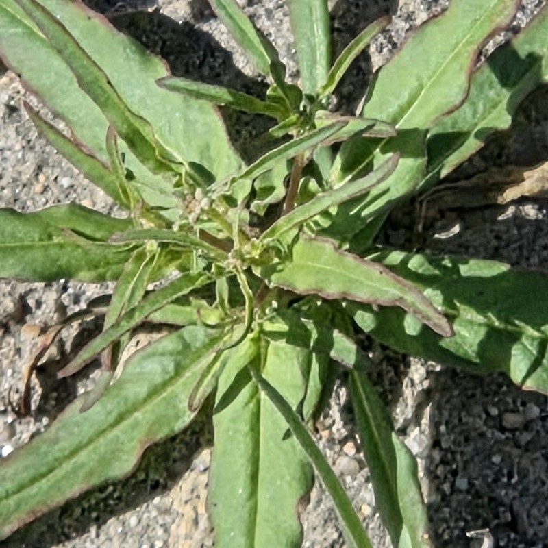 Narrowleaf Suncup photo 6
