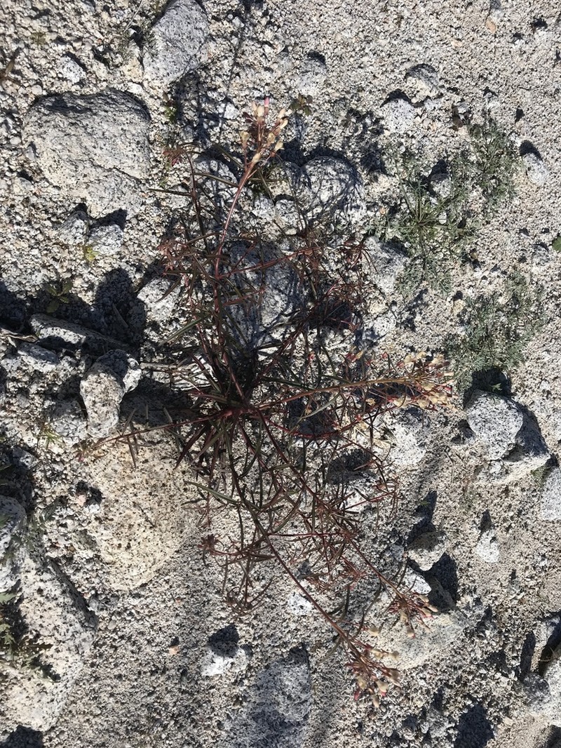Narrowleaf Suncup photo 7