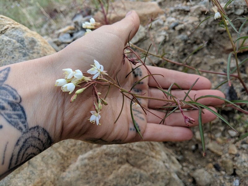 Narrowleaf Suncup photo 8