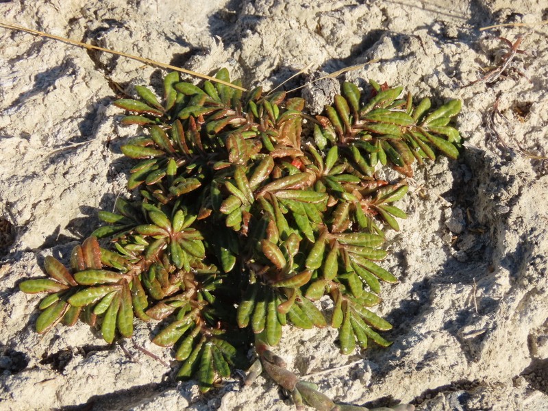 Eriachaenium magellanicum photo 2