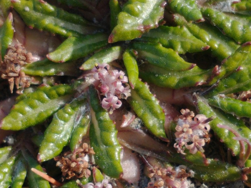 Eriachaenium magellanicum photo 3