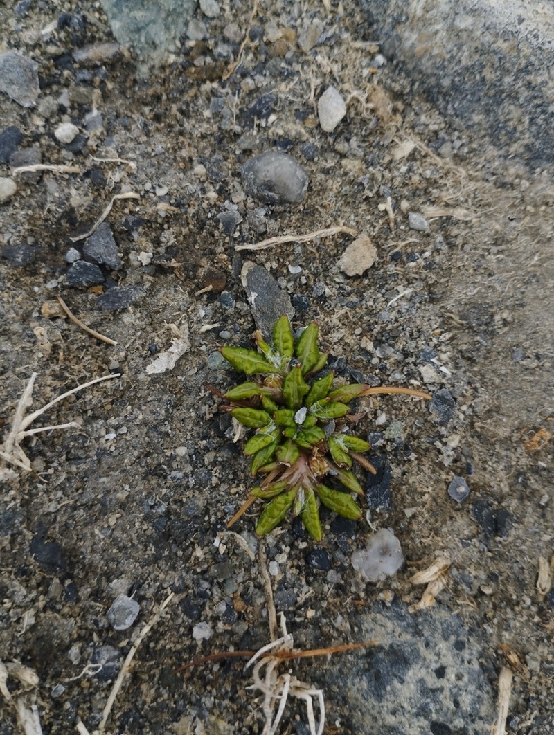 Eriachaenium magellanicum photo 4