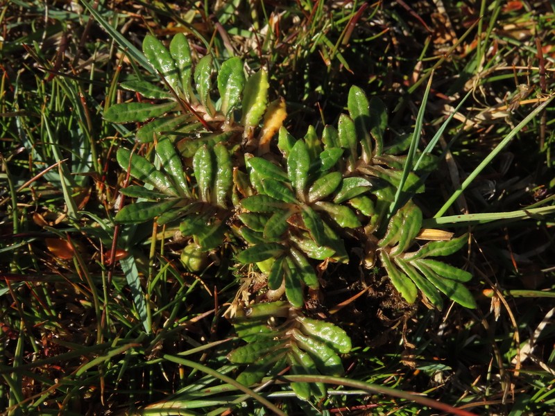 Eriachaenium magellanicum photo 5