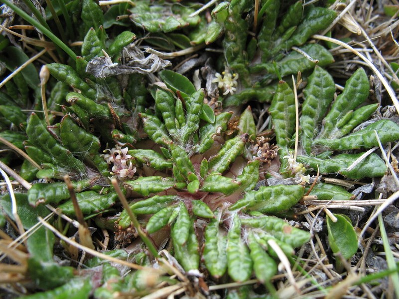 Eriachaenium magellanicum photo 6