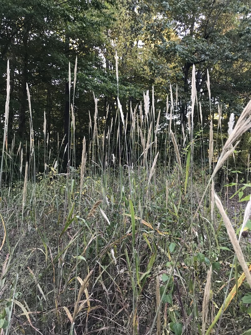 Silver Plumegrass