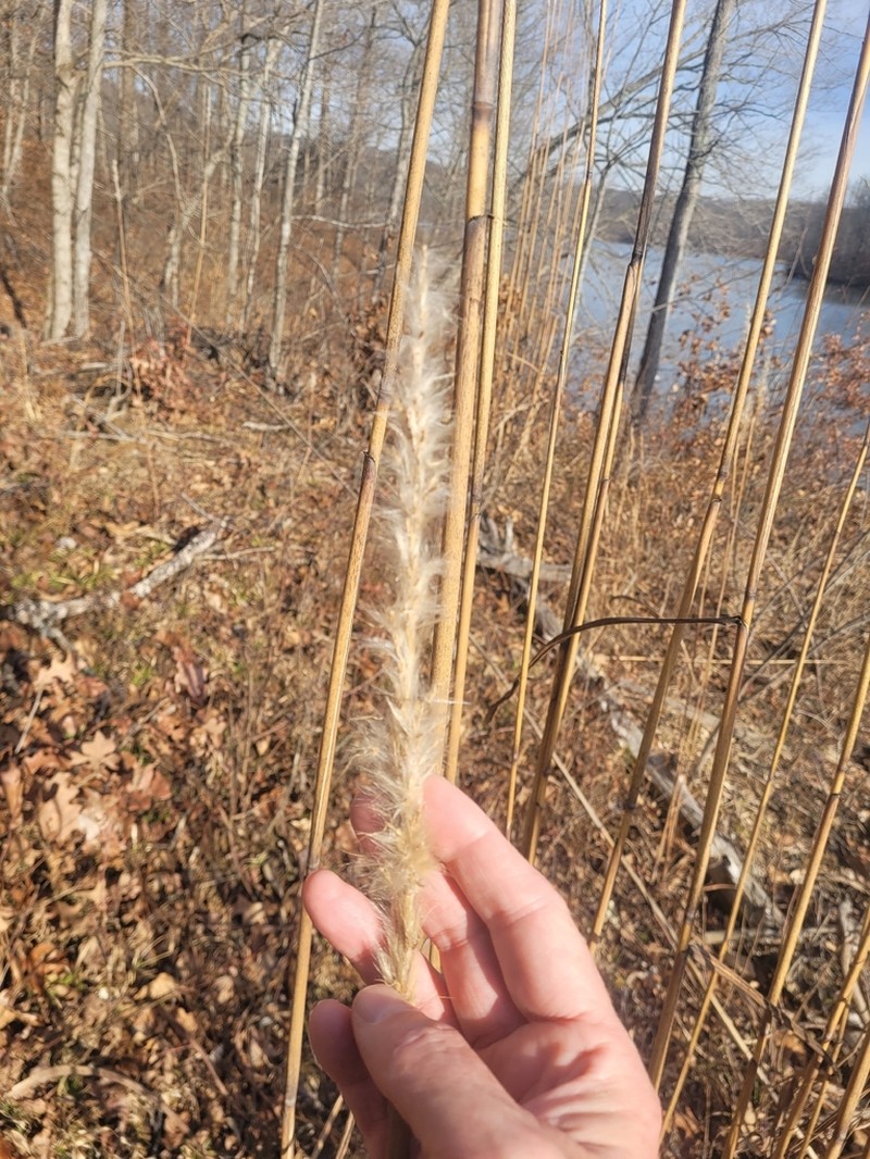Silver Plumegrass photo 2