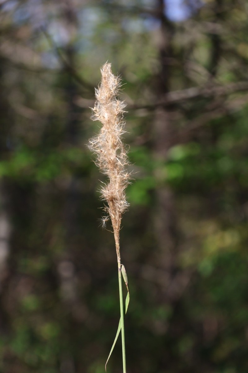 Silver Plumegrass photo 3