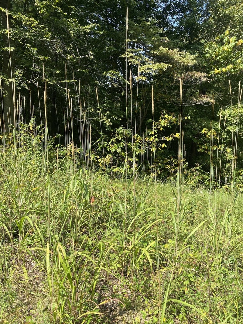 Silver Plumegrass photo 4