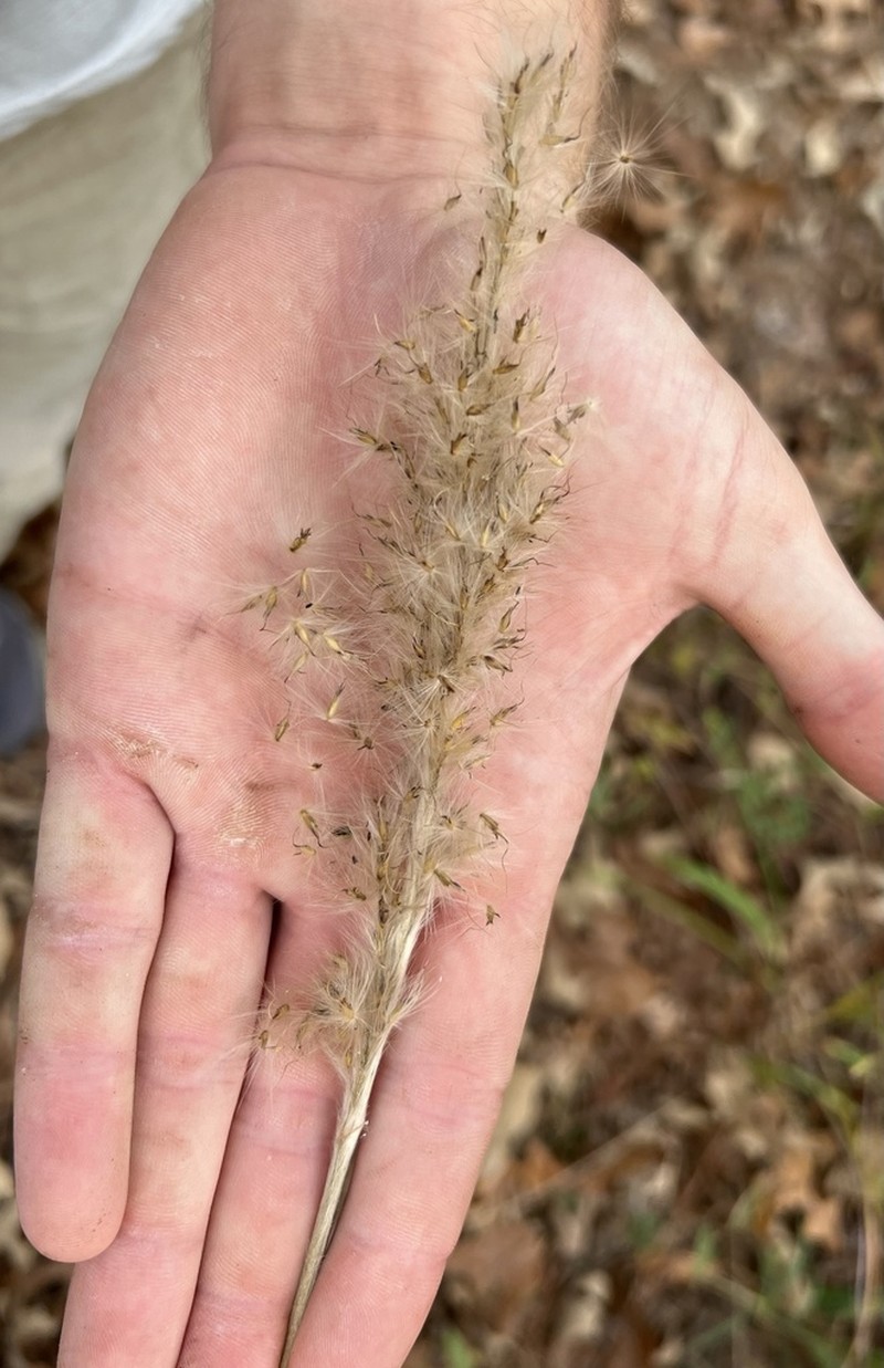 Silver Plumegrass photo 6