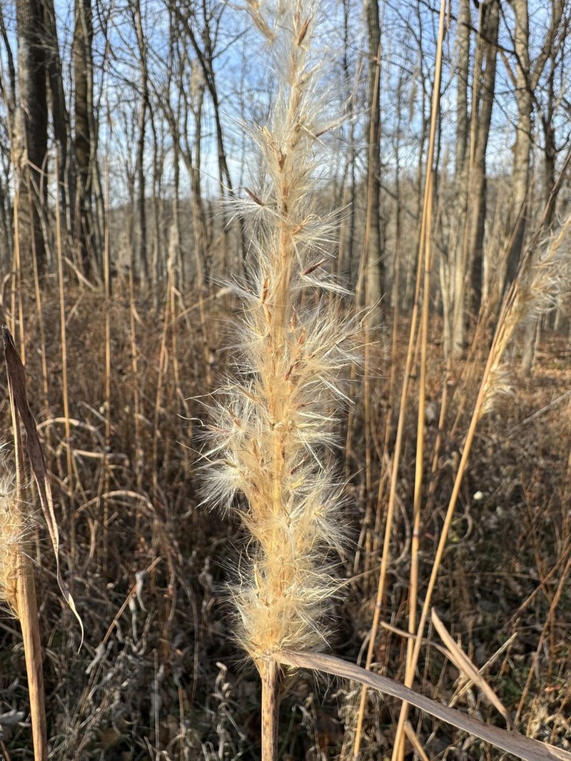 Silver Plumegrass photo 7