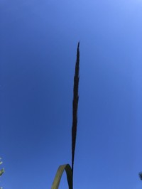 Shortbeard Plumegrass