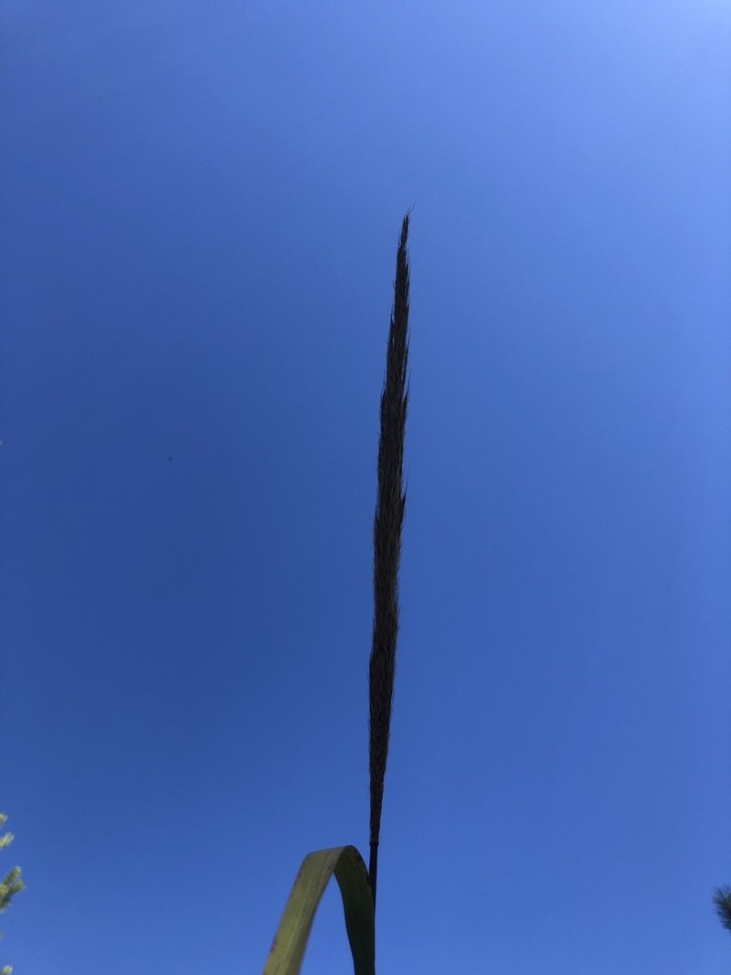 Shortbeard Plumegrass