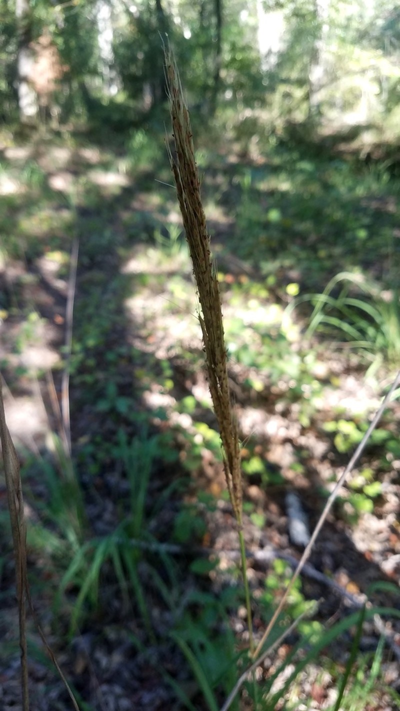 Shortbeard Plumegrass photo 2