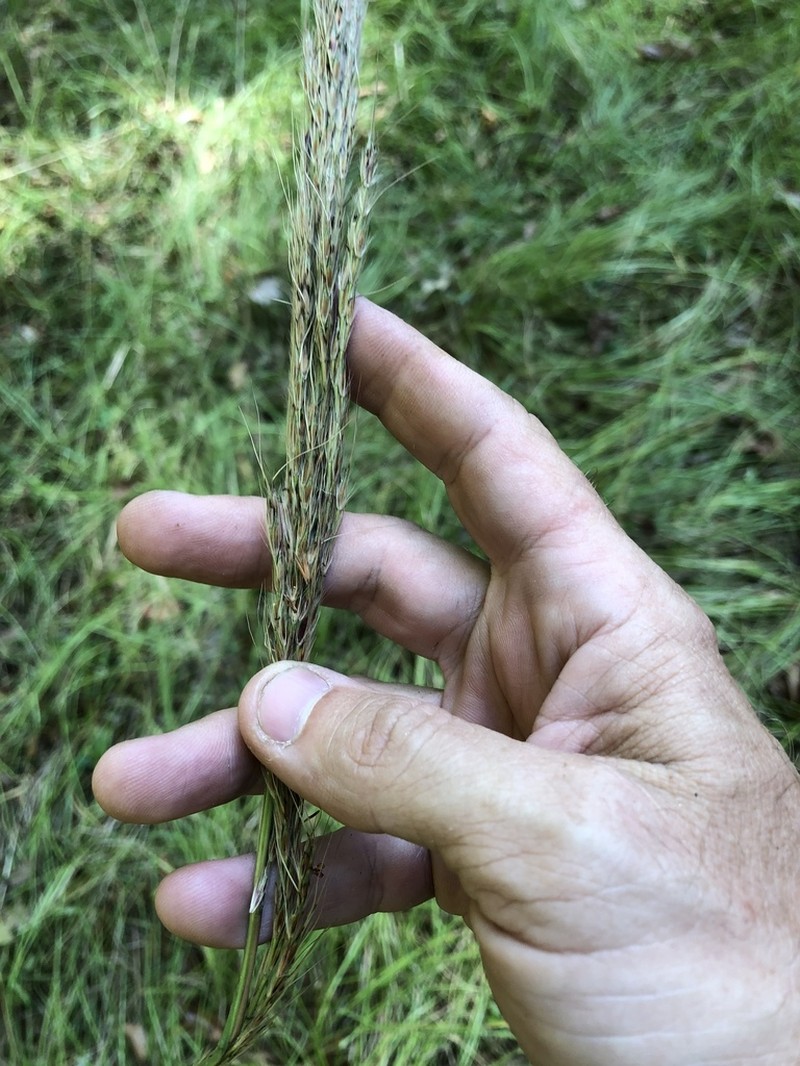 Shortbeard Plumegrass photo 3