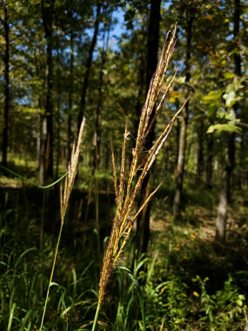 Shortbeard Plumegrass photo 4