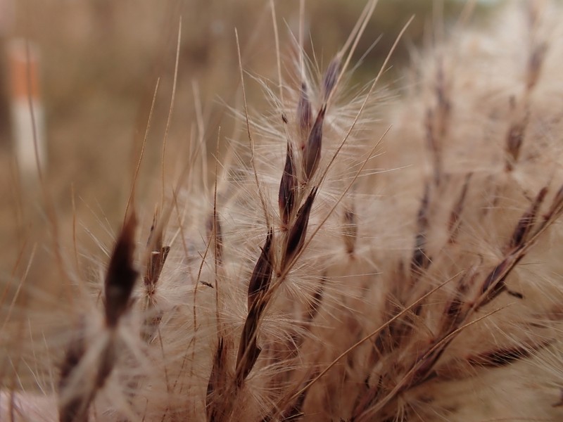 Shortbeard Plumegrass photo 5