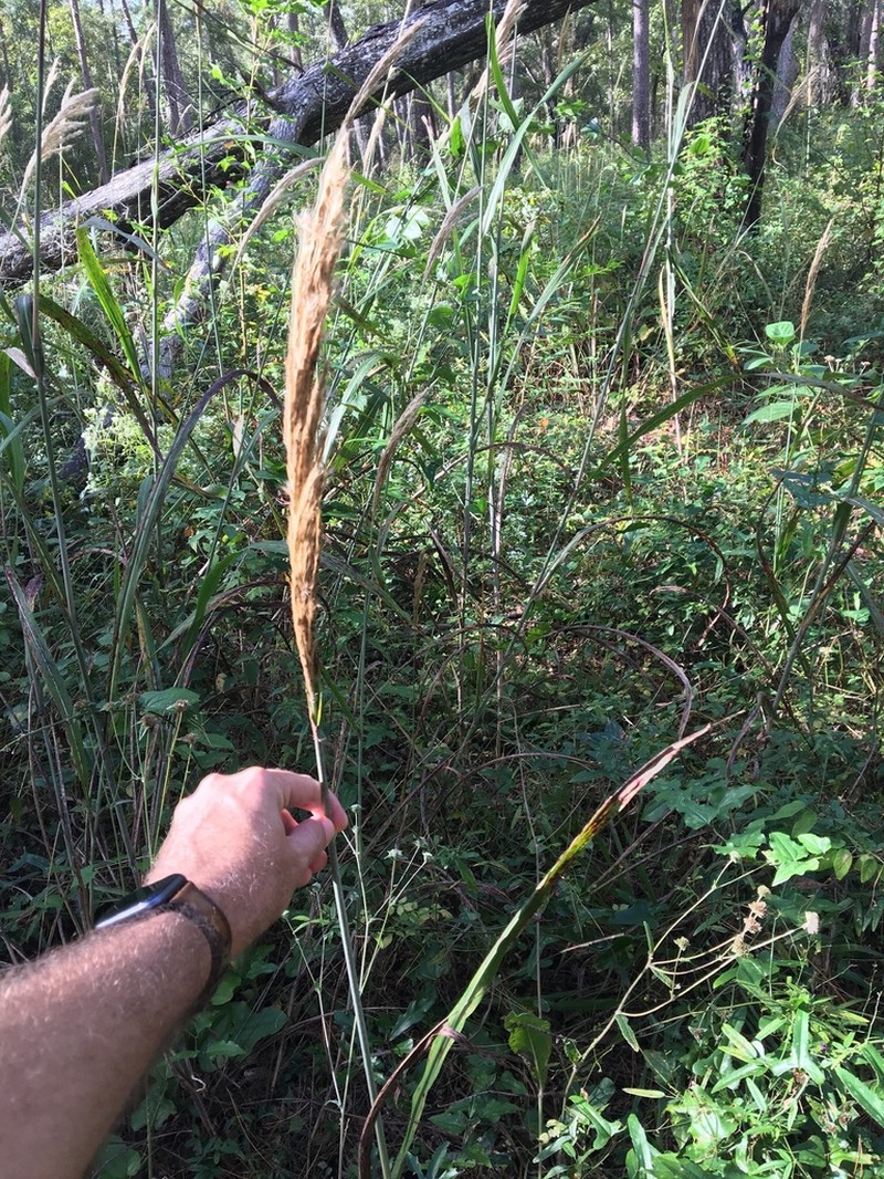 Shortbeard Plumegrass photo 6