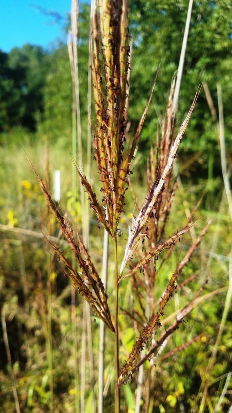Shortbeard Plumegrass photo 7