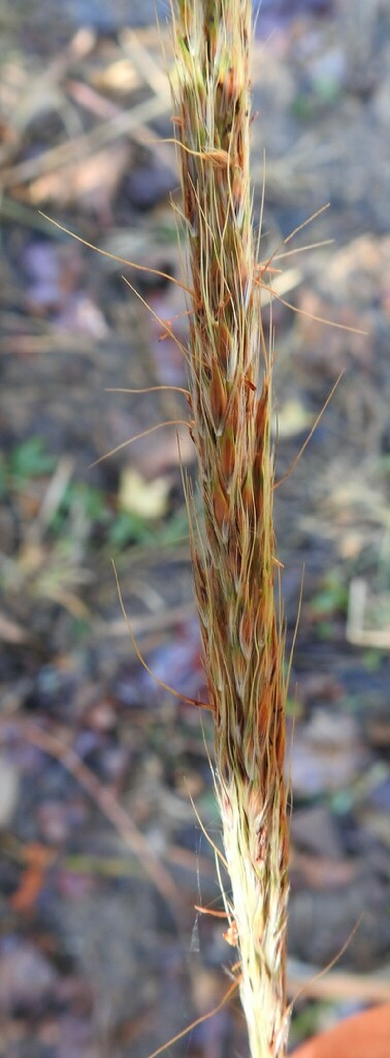 Shortbeard Plumegrass photo 8