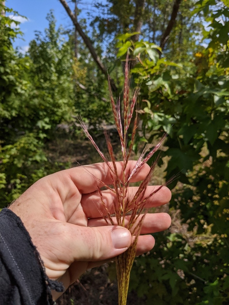Compressed Plumegrass