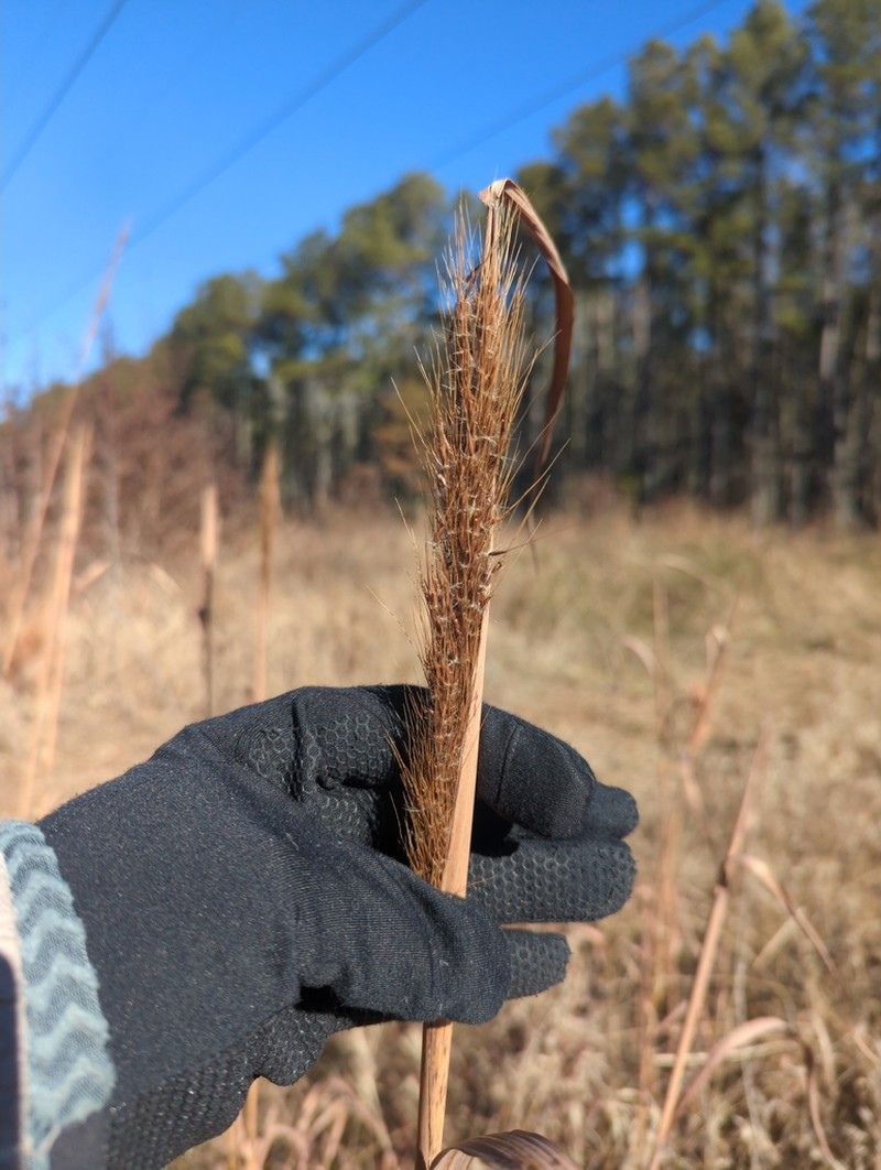 Compressed Plumegrass photo 2