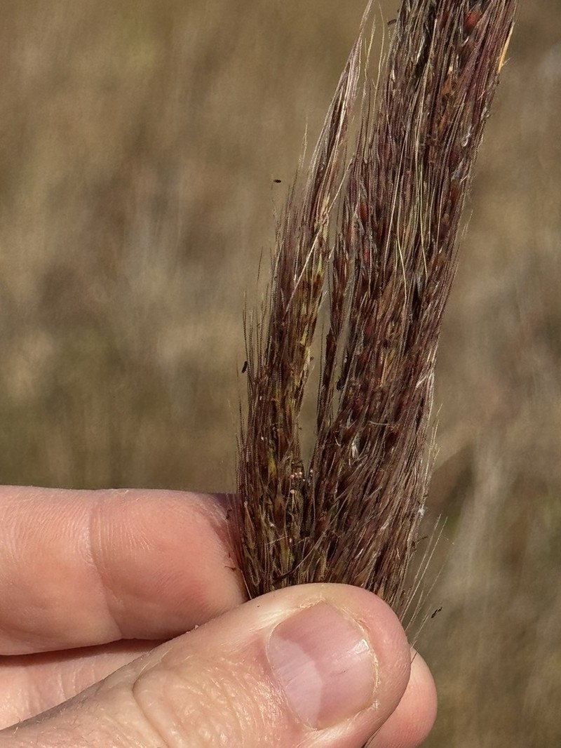 Compressed Plumegrass photo 3