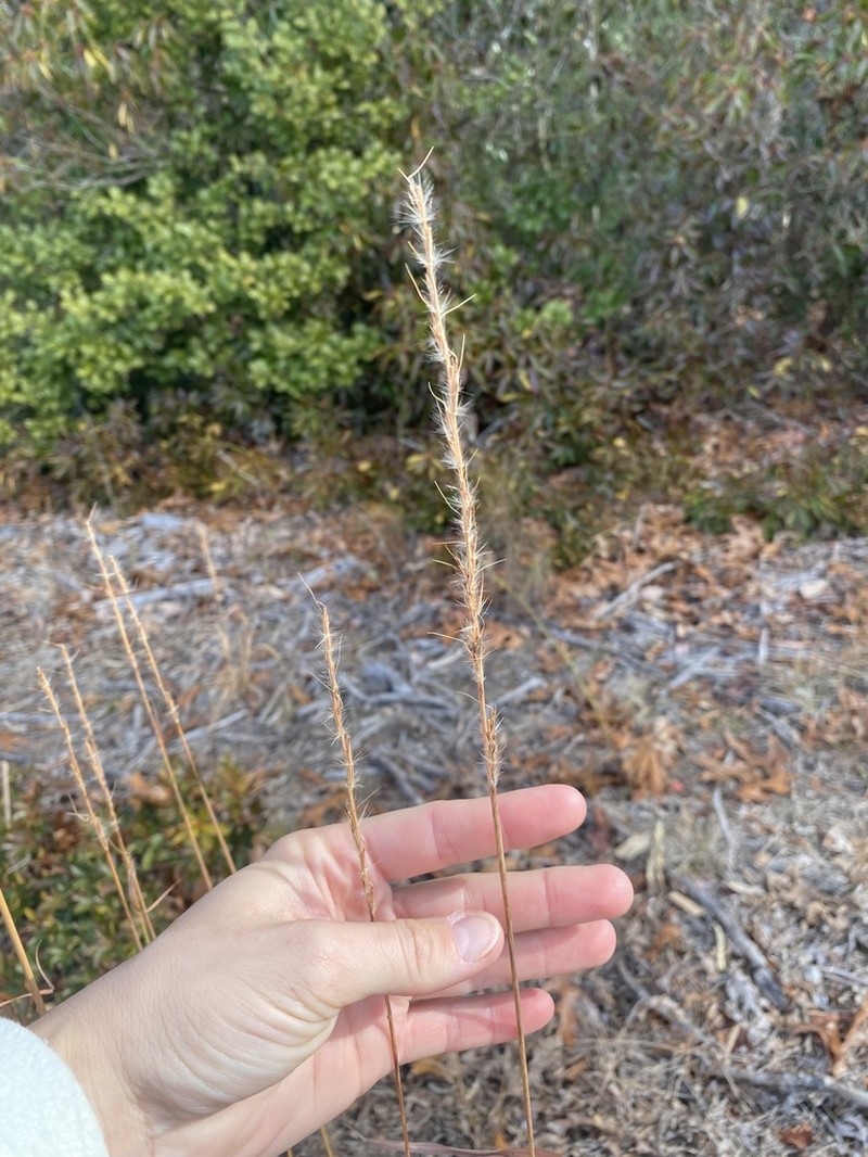 Erianthus contortus photo 4