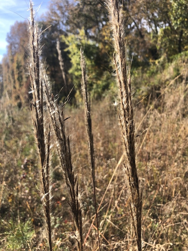 Erianthus contortus photo 7