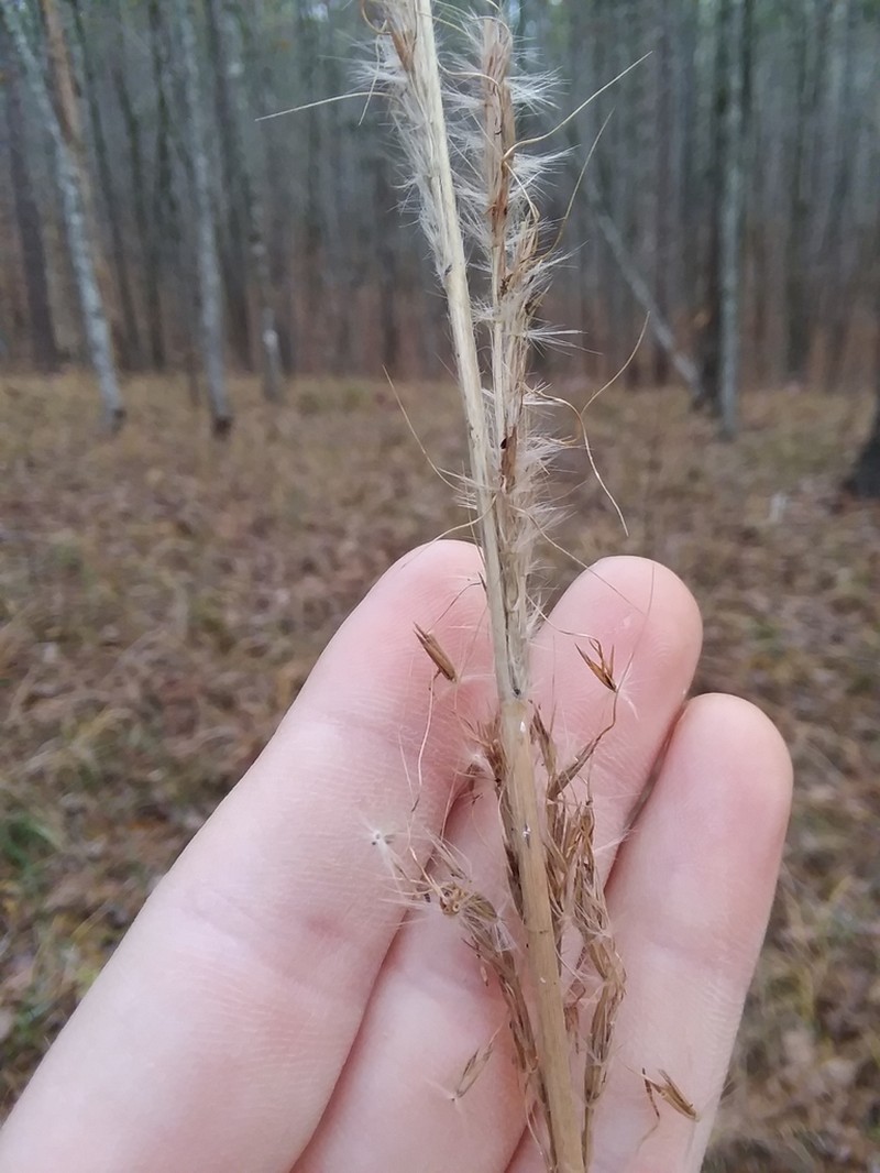Erianthus contortus photo 8