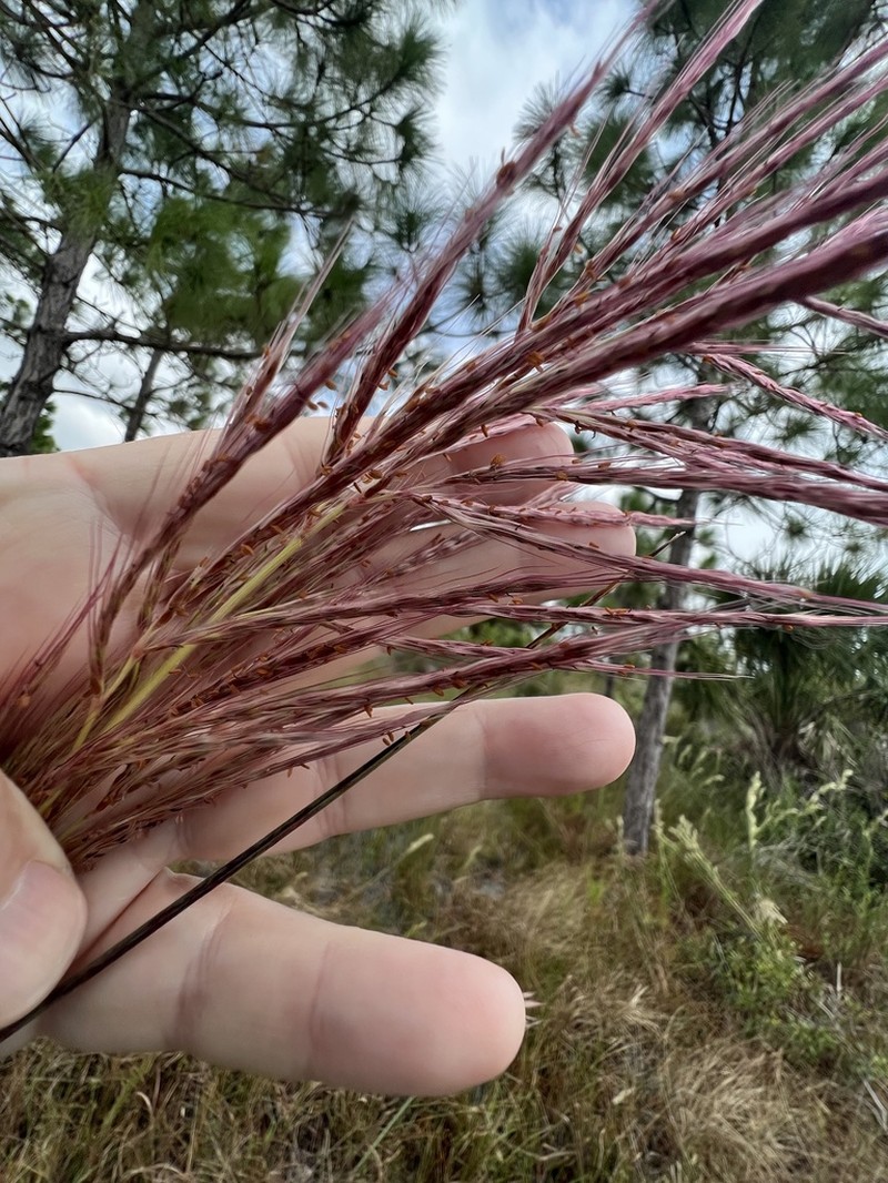 Sugarcane Plumegrass