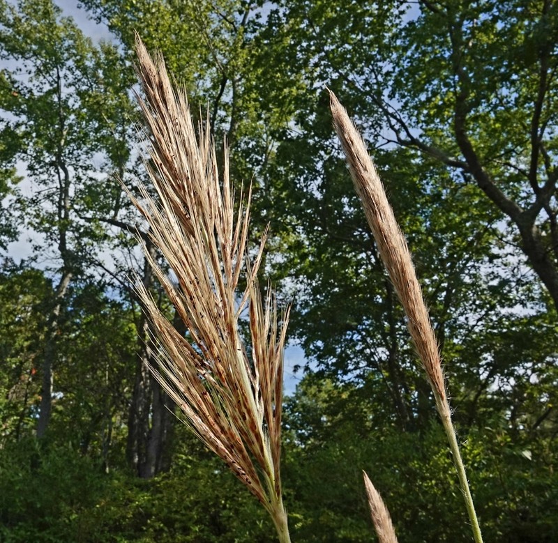 Sugarcane Plumegrass photo 2