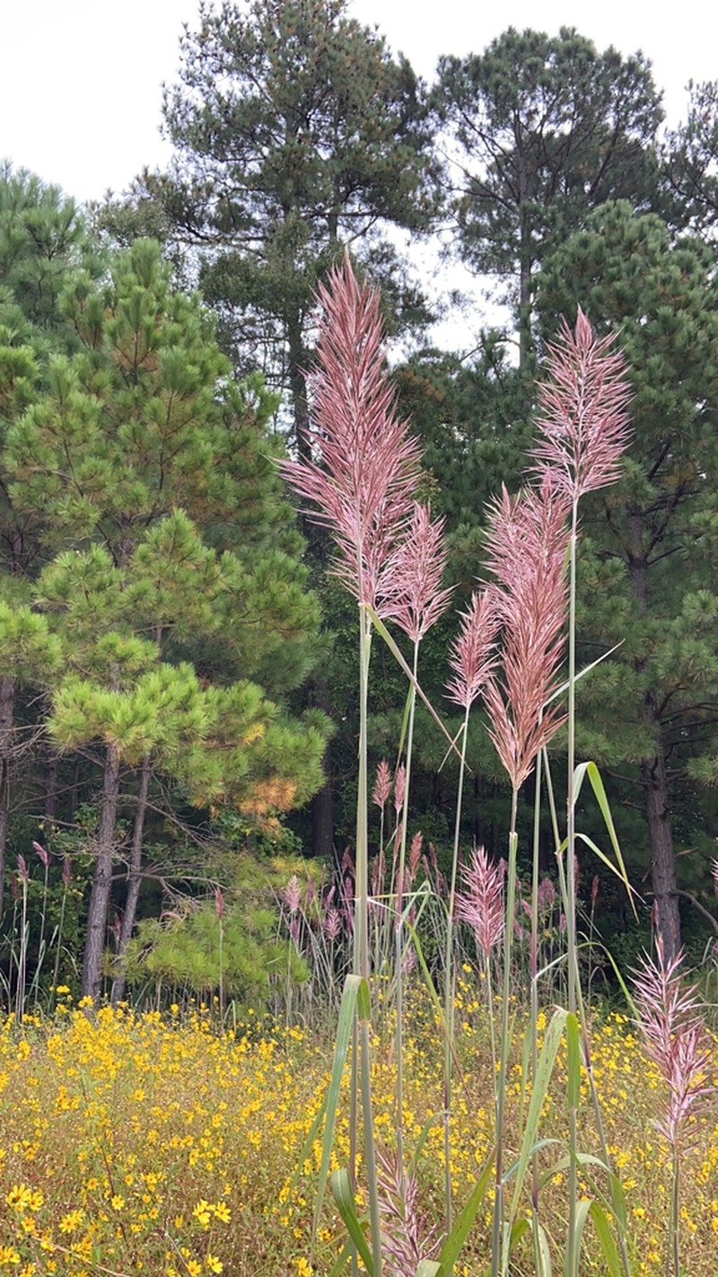 Sugarcane Plumegrass photo 3