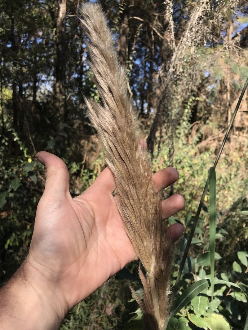 Sugarcane Plumegrass photo 4